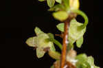 Thunberg's meadowsweet